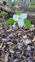 Trillium grandiflorum
