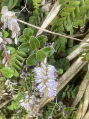 Veronica obtusata