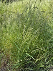 Lolium rigidum