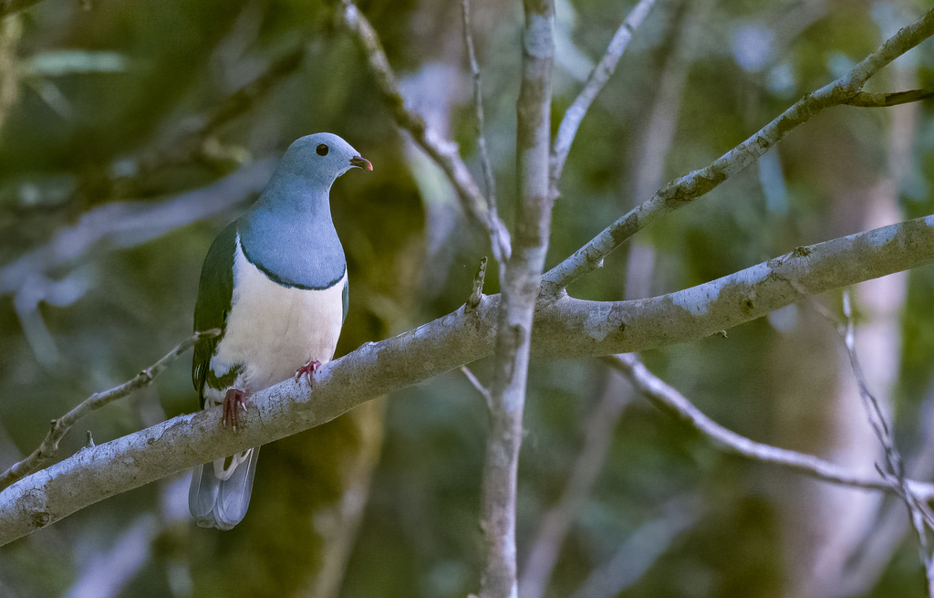 Cream-breasted Fruit-Dove photo