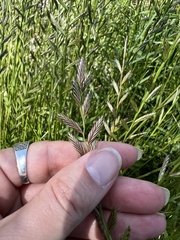 Lolium rigidum