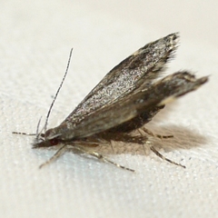 Eido trimaculella