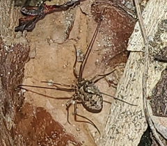 Phalangium opilio