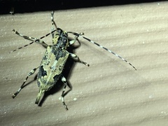 Graphisurus triangulifer