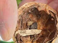 Phalangium opilio