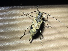 Graphisurus triangulifer