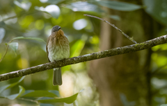 Hypsipetes philippinus