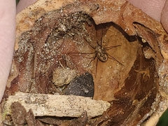 Phalangium opilio