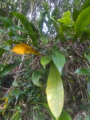 Anthurium gracile