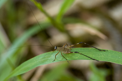 Paranisitra longipes