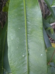 Anthurium gracile