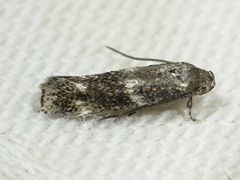 Elachista illectella