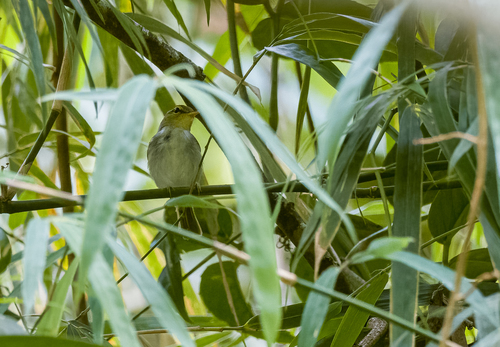 Lemon-throated Leaf Warbler (Phylloscopus cebuensis), photo 6