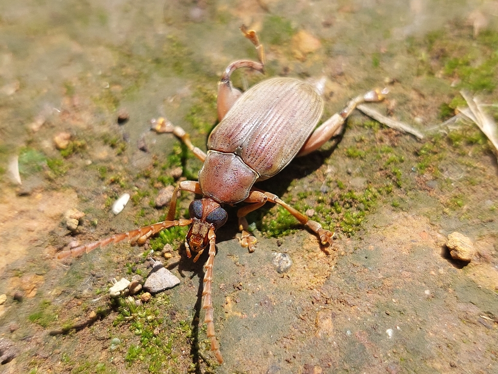Speciomerus
