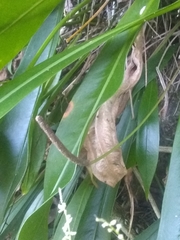 Anthurium gracile