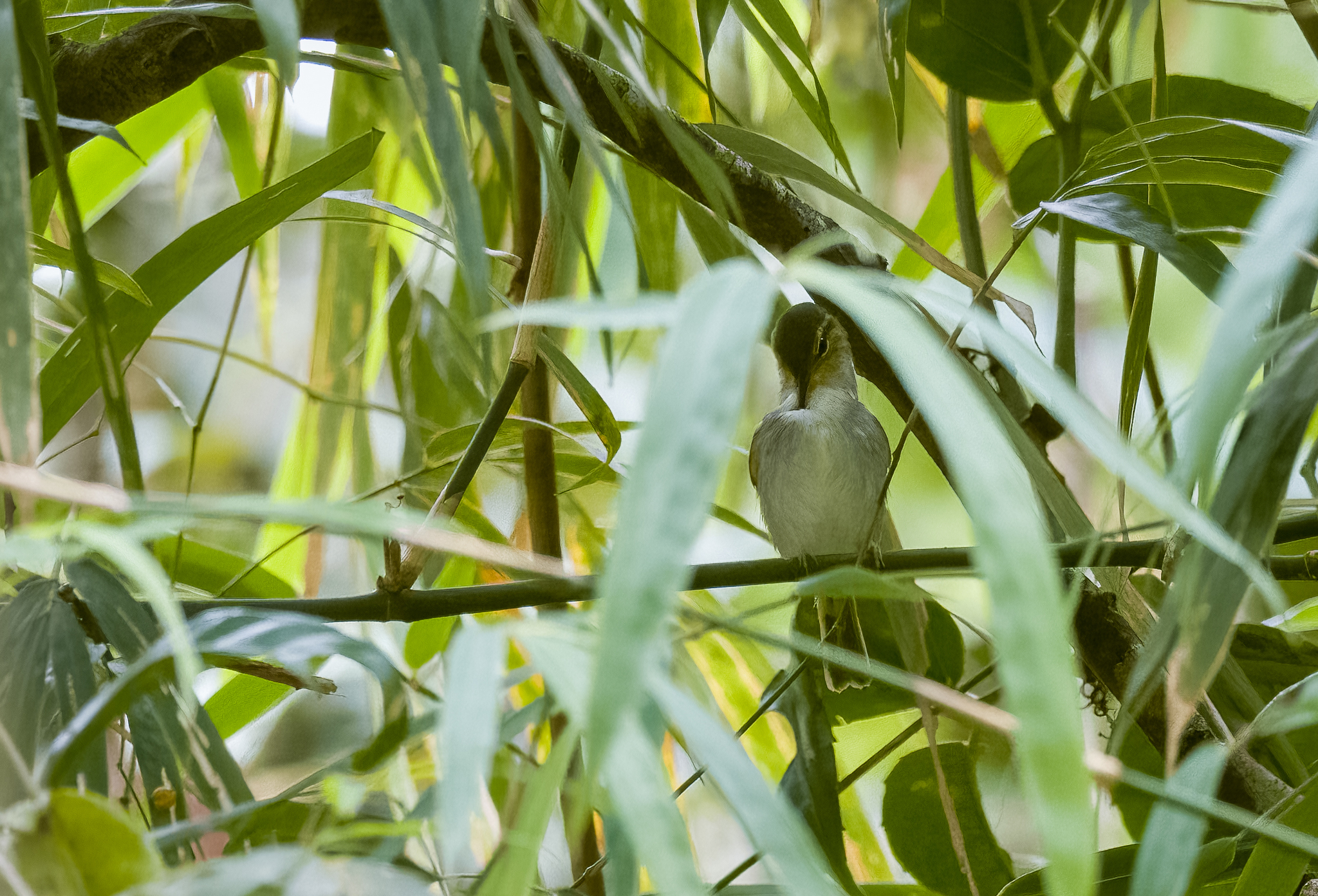Lemon-throated Leaf Warbler (Phylloscopus cebuensis), photo 2
