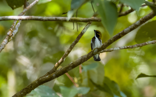 Olive-backed Flowerpecker (Pachyglossa olivacea), photo 8