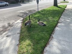 Branta canadensis