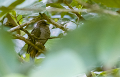 Phapitreron amethystinus