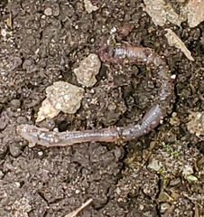 Lumbricus