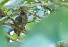 Phapitreron amethystinus