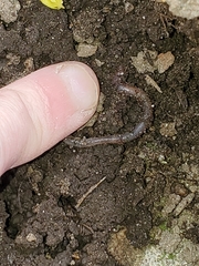 Lumbricus