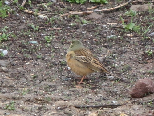 Emberiza hortulana