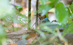 Erythropitta erythrogaster