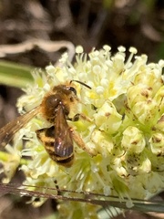 Andrena astragali