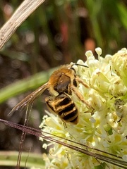 Andrena astragali