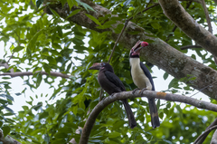Penelopides manillae