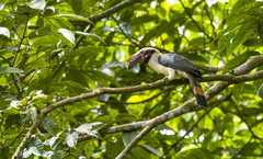 Penelopides manillae