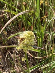 Andrena astragali