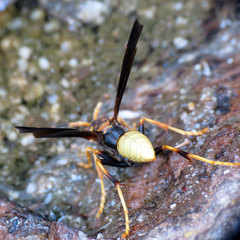 Polistes comanchus