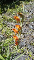 Gladiolus dalenii