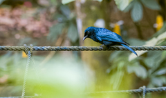 Dicrurus balicassius