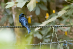 Dicrurus balicassius