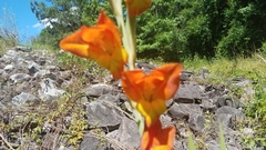 Gladiolus dalenii