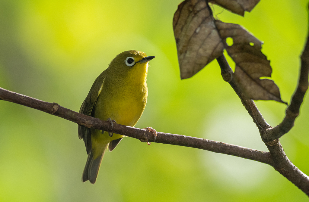 Yellowish White-Eye