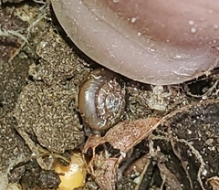 Zonitoides arboreus
