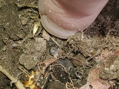 Zonitoides arboreus