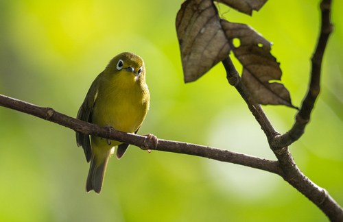 Yellowish White-eye (Zosterops nigrorum), photo 9