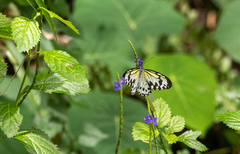 Ideopsis gaura