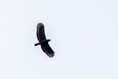 Spilornis holospilus