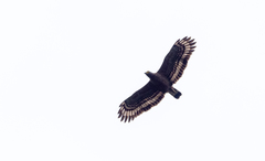 Spilornis holospilus