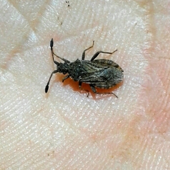 Strobilotoma typhaecornis