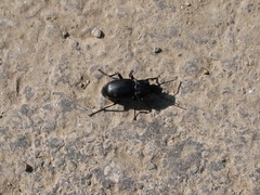 Pterostichus melas