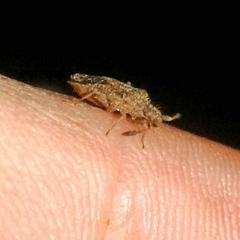 Strobilotoma typhaecornis