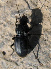 Pterostichus melas