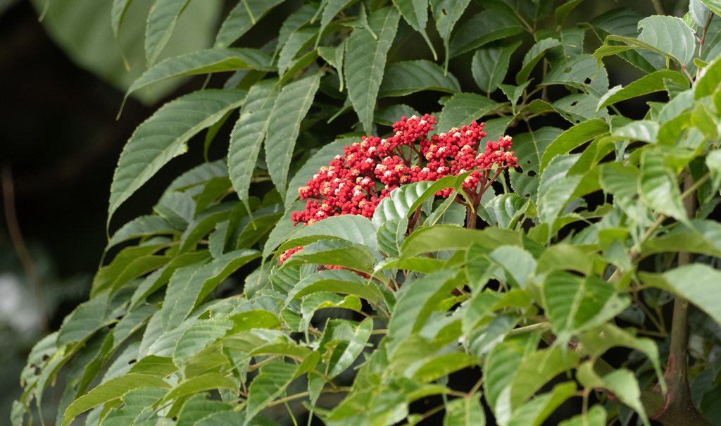 Leea guineensis, Real, Quezon, Philippines